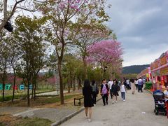 景点-天适樱花悠乐园