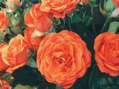 -爱尚幸福鲜花(上地实体店)