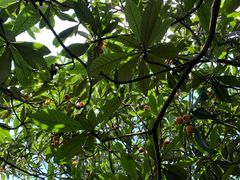 -塘栖枇杷特色园区