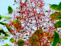 -北京西山国家森林公园