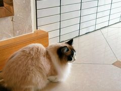 -Catmate·猫肥家润(金润铂宫店)