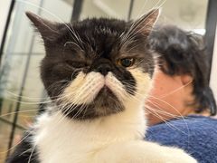 -瑞派康怡24h宠物医院·犬猫医疗中心·微创绝育(瑞景分院)