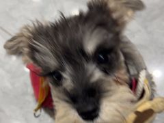 -安安宠医·臻爱宠物医院·宠保定点(营门口路分院)