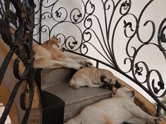 -喜柴咖啡·柴犬狗咖