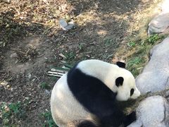-东莞香市动物园