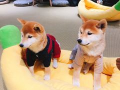 -逗柴咖啡屋·狗咖猫咖宠物桌游