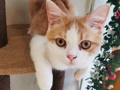 -藏猫猫咖啡主题馆(中央大道店)