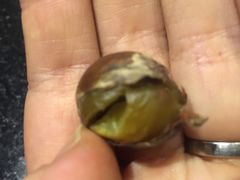 -阿男野栗王(金门路店)