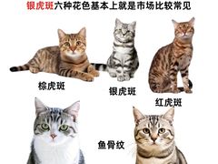 -翊宠yipet猫狗购宠庄园犬舍•猫舍