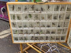 -哈尔滨道外花鸟鱼市场