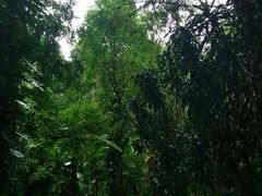 -莫里热带雨林景区
