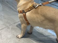 -北京派仕佳德动物医院·超导核磁·CT·神经科·骨科·内外科·急重症管理中心