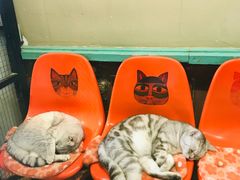 -猫咪博物馆(顶澳仔猫街店)