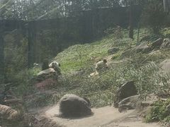 -都江堰中华大熊猫苑
