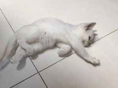 -全心全意连锁动物医院·微创中心·内科急重症·心脏专科(丰管路店)