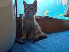 -芭比堂动物医院·犬猫全科·异宠专科(雁塔分院)