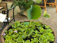 -袖虎猫馆(十亩地店)