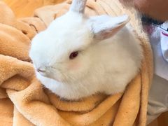 -猫猫幼稚园·撸猫·桌游·电玩