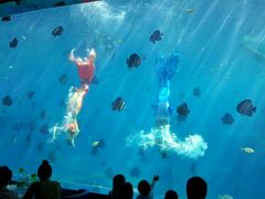 -瑞德姆美人鱼海底演艺主题餐厅(亚龙湾店)