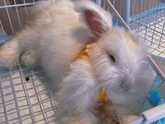 -怪兽屋·羊驼·猫咖·狗咖(俊华广场店)