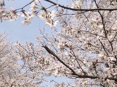 -顾村公园