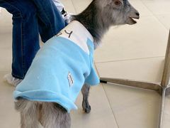 -怪兽屋·羊驼·猫咖·狗咖(俊华广场店)