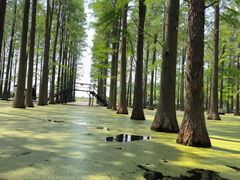 -渌洋湖湿地公园