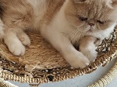 -飞行喵MR PILOT|猫舍·猫咖(静安大融城店)