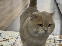 -青奢宠物·青奢猫舍