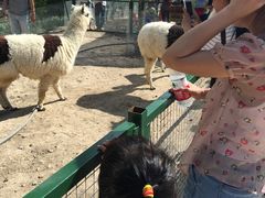 -新疆天山野生动物园