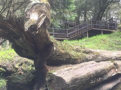 -阿里山神木遗迹