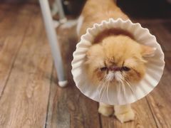 -more than meow吴止猫主题餐厅(承德 中船汇店)