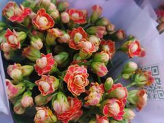 -花鸟鱼虫鲜花绿植市场(玉泉路店)