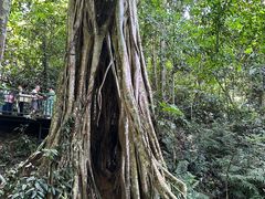 -中国科学院西双版纳热带植物园