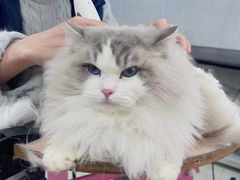 -翊宠yipet猫狗购宠庄园犬舍•猫舍