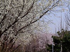 -桃苑公园