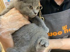 -屋虎猫馆(宝安大仟里店)