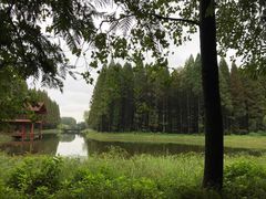 -黄海国家森林公园