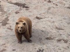 -青藏高原野生动物园