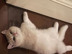 -伟伟宠物医院·瑞派猫友好医院·猫科(光谷店)