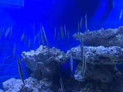 -成都浩海立方海洋公园