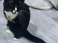 -瑞派动物医院·猫专科·至诚(江南中分院)