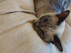 -滚猫咖啡·猫咖·猫友好撸猫(未来城店)