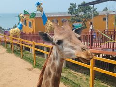 -西霞口神雕山野生动物世界