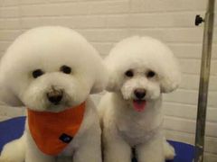 -PETKIT小佩宠物(古北店)