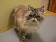 -猫色咖啡·猫咖