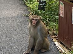 -西双版纳原始森林公园