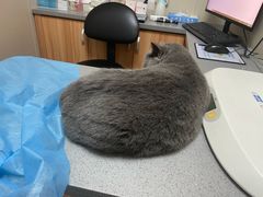 -创凡宠物医院·骨专科  猫科中心(西乡分院)