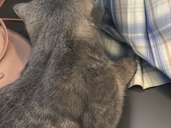 -喵园·猫主题咖啡厅·撸猫·猫咖(国贸店)