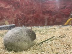 -上海大自然野生昆虫馆(东方明珠·爬宠昆虫探索中心)